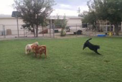 doggy daycare in tucson